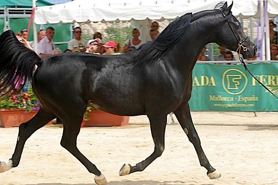 Image: cheval-arabe-lg.jpg