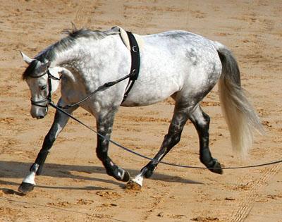 comment apprendre a longer un cheval