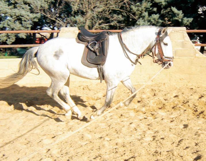 comment apprendre a longer son cheval