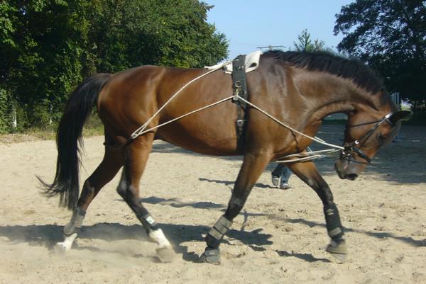 Un cheval longé avec la longe positionnée en gourmette