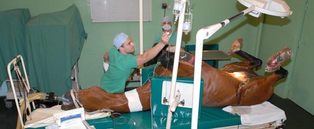 Image: service-veterinaire_articlewide.jpg