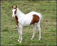Image: tobiano.jpg